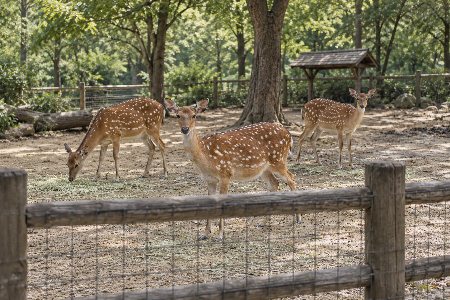 Two or three white-spotted deer on bare earth inside an enclosure, behind a wooden-post and wire-mesh fence in the foreground, with trees beyond. No people. Editorial image.