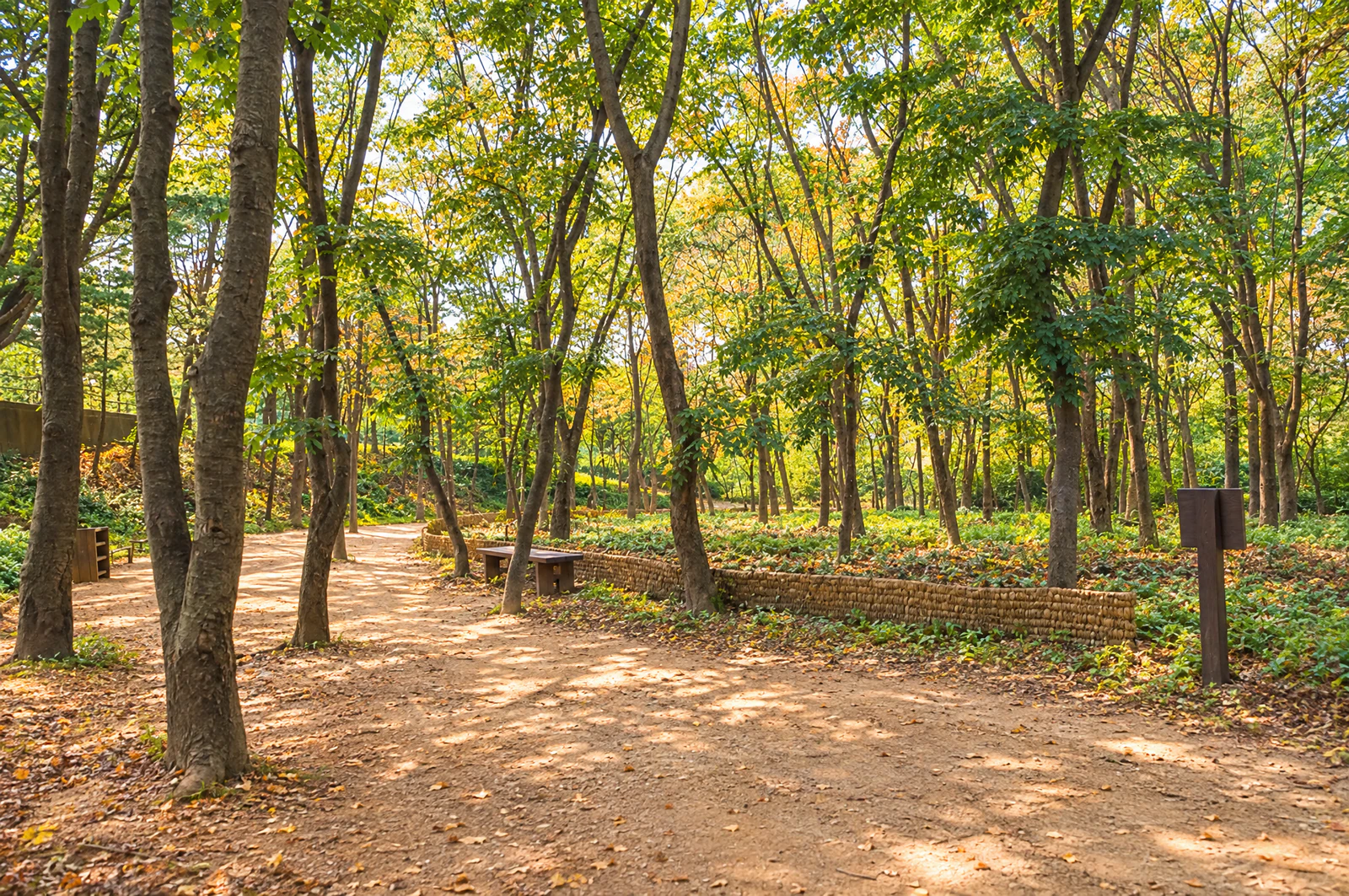A wood of tall trees with an earth path and a low wooden bench. No lettering from signs. Editorial image.