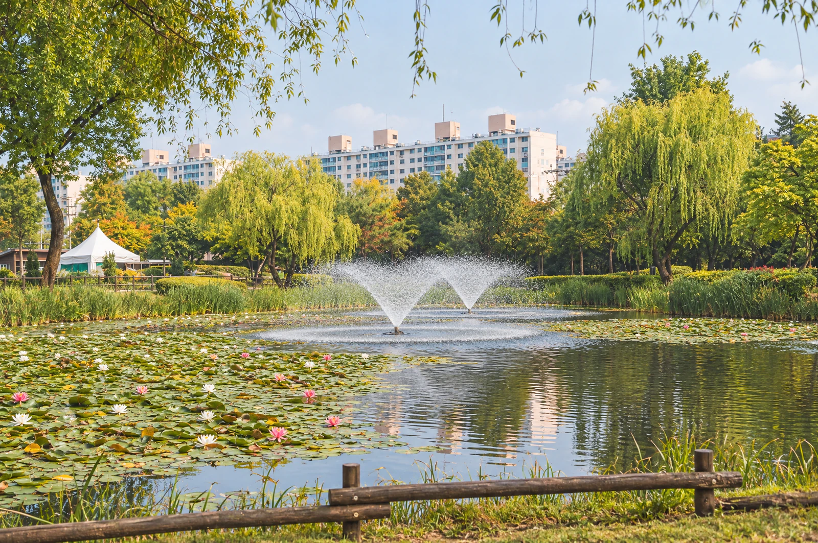 A pond covered in water-lily leaves with a fountain in the middle, willows and a wooden fence at the edge. No people. Editorial image.