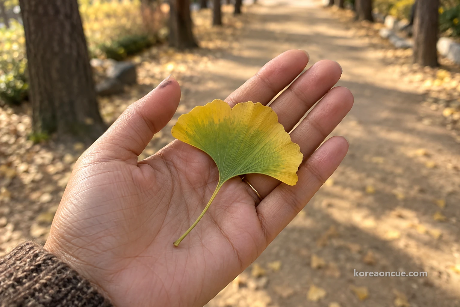 A ginkgo leaf on an open palm, light green in the middle and yellow at the edges. Editorial image.