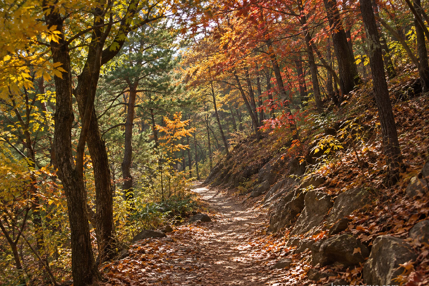 No people: a narrow earth-coloured forest trail curving away between late-autumn broadleaf trees and pines, fallen leaves on the ground and shafts of light through the canopy. Editorial image.