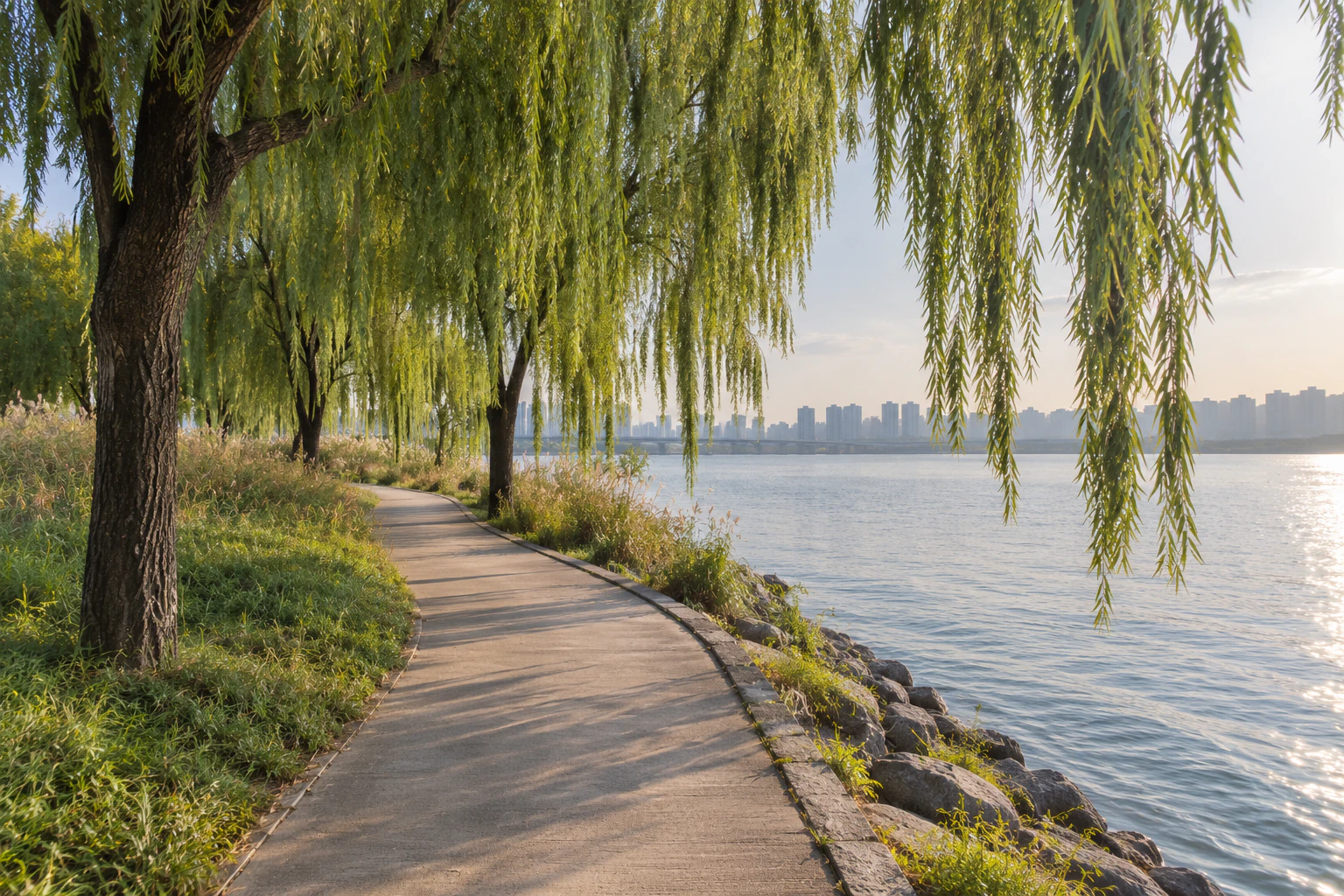 A simple path curving along the edge of an islet, weeping willow branches hanging over the path and the water, the wide river on the right. No people. Editorial image.